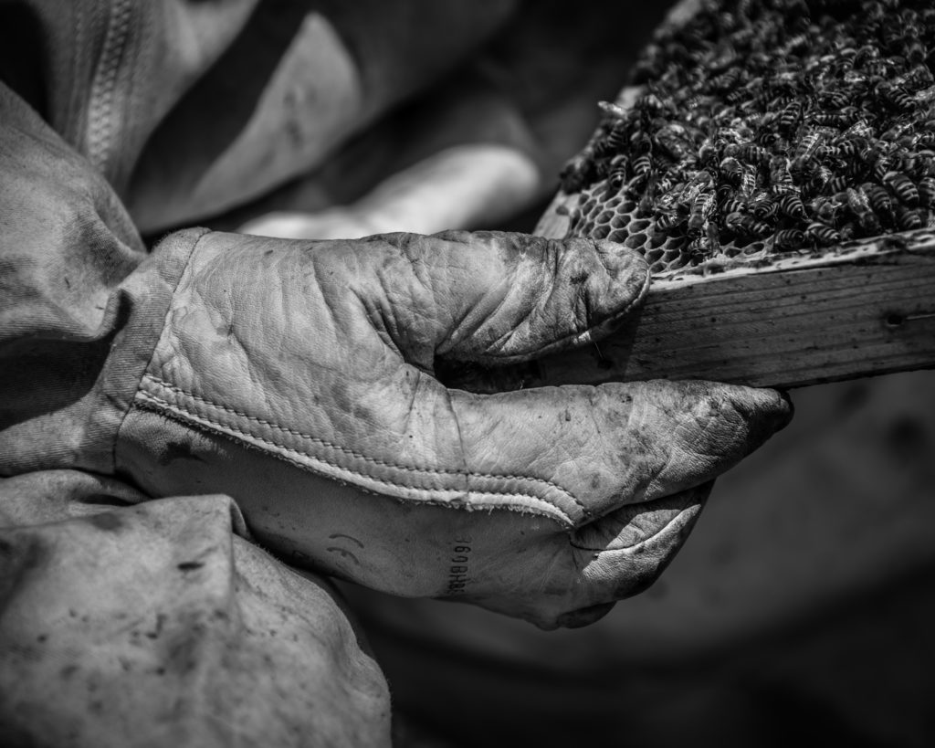 #traçabilité #transparence #miel #madeinfrance #mieldefrance #apidologie #hautdegamme #luxe #excellence #mielluxe #apiculture #apiculteurécoltant #abeille #miellavande #mielsaintebaume #mielprovence #épicerie #épicerfine #mielbourgogne #cadeau #nature #biodiversité #provence,miel luxe,luxe,traçabilité,qualité,madeinfrance,miel,apidologie,haut de gamme,excellence,apiculture,apiculteur récoltant,abeille,miel lavande,miel sainte-baume,miel provence,épicerie,épicerie fine,miel bourgogne,cadeau,biodiversité,provence